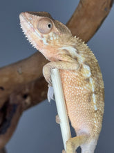 Load image into Gallery viewer, Ambilobe FEMALE: Magnus x Skittles 🚺 (R10)