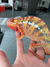Load image into Gallery viewer, Ambilobe male: Dax x Whiskey Girl (C8)