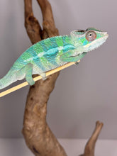 Load image into Gallery viewer, AMBILOBE Male Panther Chameleon: (E10)
