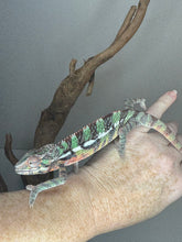 Load image into Gallery viewer, AMBILOBE Male Panther Chameleon: (E1)