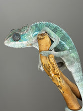 Load image into Gallery viewer, AMBILOBE Male Panther Chameleon: (E35)