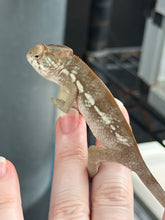 Load image into Gallery viewer, AMBILOBE FEMALE Panther Chameleon: šŗ (O11)