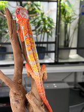 Load image into Gallery viewer, AMBILOBE male: Dax x “Whiskey Girl” (J9)