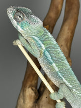 Load image into Gallery viewer, AMBILOBE Male Panther Chameleon: (E32)