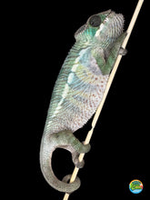 Load image into Gallery viewer, š„ Ambilobe Panther Chameleon ā Male (E24) | Flash x Phoenix Line Unique Temperament ⢠Captive-Bred