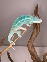 Load image into Gallery viewer, SURPRISE! Panther Chameleon: (E24)