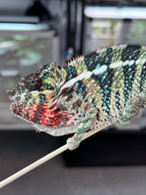 Load image into Gallery viewer, AMBILOBE male: WC Hawkeye x Nugget (I5)