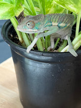 Load image into Gallery viewer, Ambilobe male: Flash x Rocky (R2)