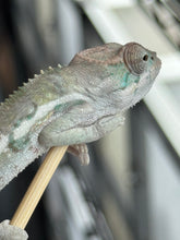 Load image into Gallery viewer, AMBILOBE Panther Chameleon: Sam x Georgia (R7)