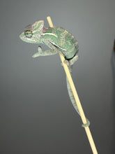 Load image into Gallery viewer, 🦎 Juvenile Male Veiled Chameleon – Hand-Raised & Healthy ✅ | S4