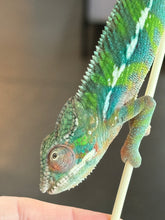 Load image into Gallery viewer, AMBILOBE Panther Chameleon: Frank x Sandy (J6)