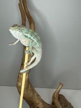 Load image into Gallery viewer, AMBILOBE Panther Chameleon male:(E31)