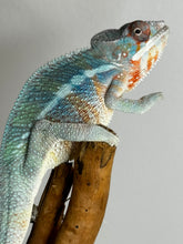 Load image into Gallery viewer, AMBILOBE Male Panther Chameleon: (E33)