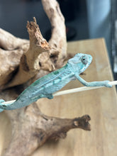 Load image into Gallery viewer, AMBILOBE Panther Chameleon: Frank x Sandy (Q2)