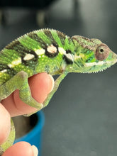 Load image into Gallery viewer, Sambava Male: Marley x Mabel (E1)