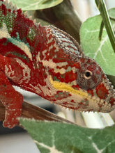 Load image into Gallery viewer, AMBILOBE Male Panther Chameleon: (E12)