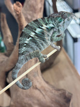 Load image into Gallery viewer, ANKILOBE Panther Chameleon: Ankify x Ambilobe (J12)