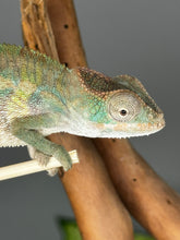 Load image into Gallery viewer, AMBILOBE male panther chameleon: Flash x Opal (R1)