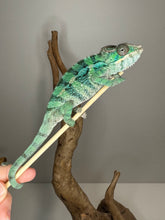 Load image into Gallery viewer, AMBILOBE Male Panther Chameleon: (E10)
