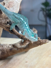 Load image into Gallery viewer, AMBILOBE Panther Chameleon: Frank x Sandy (Q1)