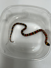 Load image into Gallery viewer, Apricot Pueblan Milk Snake- (MS5)