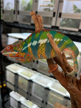 Load image into Gallery viewer, Ambilobe male: WC Hawkeye x Nugget (J1)