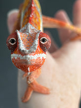 Load image into Gallery viewer, AMBILOBE male: Dax x “Whiskey Girl” (J9)