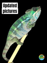 Load image into Gallery viewer, š Ambilobe Panther Chameleon ā Male (E17) | Aslan x Flash Line) Captive-Bred | Personality-Plus