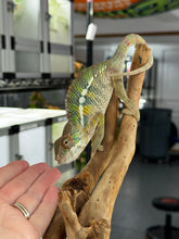 Load image into Gallery viewer, AMBILOBE Panther Chameleon: Frank x Sandy (J6)