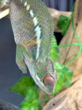 Load image into Gallery viewer, AMBILOBE Panther Chameleon: Magnus x Skittles (E16)