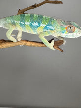 Load image into Gallery viewer, AMBILOBE Panther Chameleon: (E21)