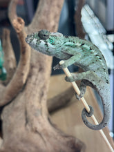 Load image into Gallery viewer, ANKILOBE Panther Chameleon: Ankify x Ambilobe (J12)