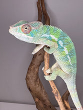 Load image into Gallery viewer, AMBILOBE Panther Chameleon: (E22)