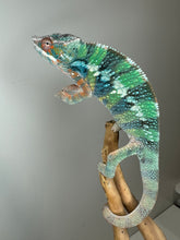 Load image into Gallery viewer, AMBILOBE Panther Chameleon male:(J6)
