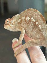 Load image into Gallery viewer, AMBANJA FEMALE Panther Chameleon x WC (S12)