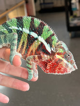 Load image into Gallery viewer, AMBILOBE Panther Chameleon: Riot/JJ/Bolt (J2)