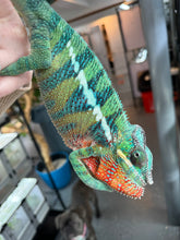 Load image into Gallery viewer, AMBILOBE male: WC Hawkeye x Nugget (J12)