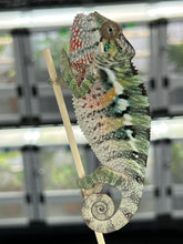 Load image into Gallery viewer, AMBILOBE male: Sam x Amie (Q5)