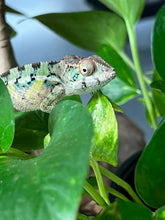 Load image into Gallery viewer, Ambilobe male: Starburst x Margaret (R3)