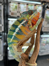 Load image into Gallery viewer, AMBILOBE male: WC Hawkeye x Nugget (J12)
