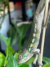 Load image into Gallery viewer, Ambilobe male: Flash x Rocky (R2)