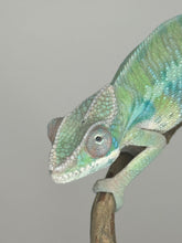 Load image into Gallery viewer, AMBILOBE Male Panther Chameleon: (E2)