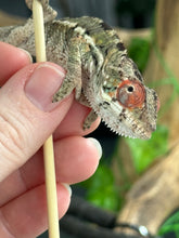 Load image into Gallery viewer, AMBILOBE Panther Chameleon: Magnus x Skittles (E15)