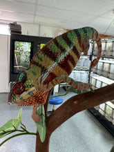 Load image into Gallery viewer, AMBANJA Panther Chameleon: (J8)