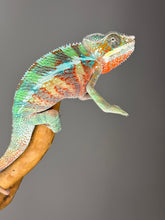 Load image into Gallery viewer, AMBILOBE Panther Chameleon male: (E7)