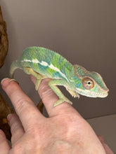 Load image into Gallery viewer, AMBILOBE Panther Chameleon: (E22)