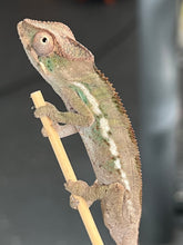 Load image into Gallery viewer, AMBILOBE male: Sam x Georgia (R9)