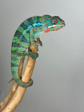 Load image into Gallery viewer, Stunning Ambilobe panther chameleon at FramsChams.com