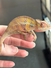 Load image into Gallery viewer, AMBILOBE panther chameleon: Flash x Opal (R13)