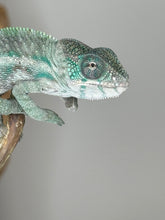 Load image into Gallery viewer, Designer Panther Chameleon: (E16)